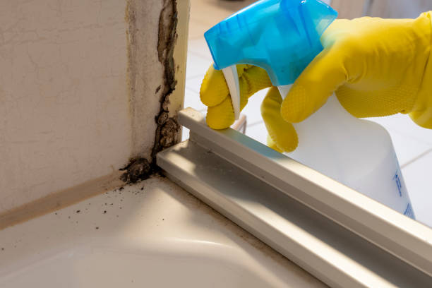 Best Industrial Mold Remediation in Eupora, MS