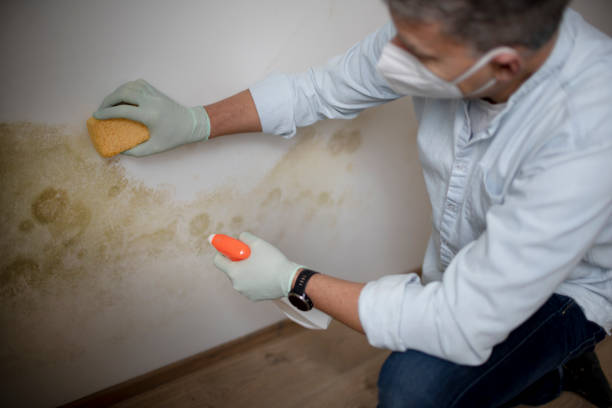 Best Black Mold Remediation in Eupora, MS